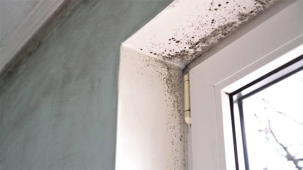 Best Black Mold Remediation in Lexington, OH