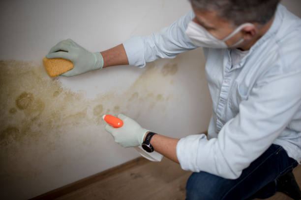 Lexington, OH Mold Remediation Company