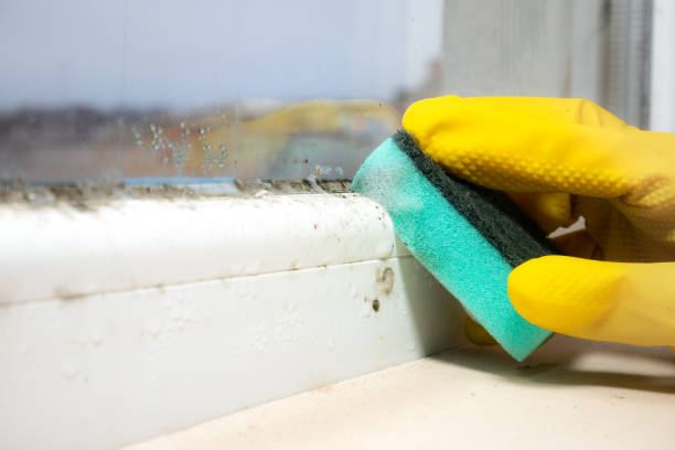 Best Crawl Space Mold Remediation in Lexington, OH