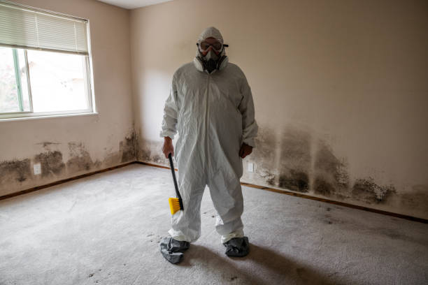 Best DIY Mold Remediation Support Services in Lexington, OH