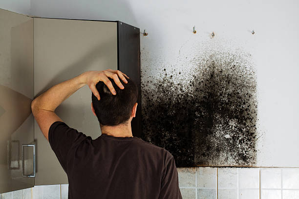 Best Kitchen Mold Remediation in Lexington, OH