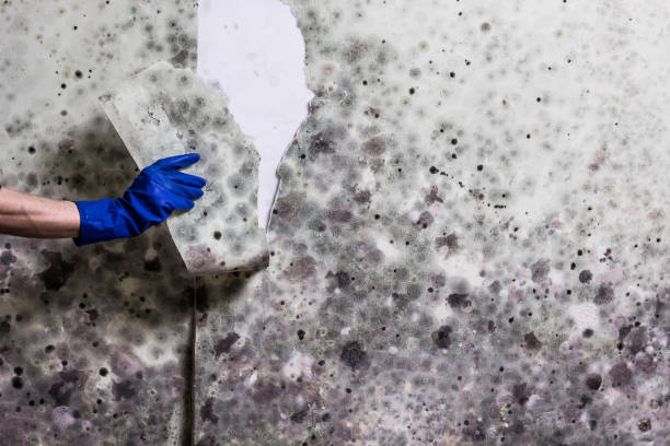 Best Localized Mold Remediation (e.g., coastal areas, humid climates) in Lexington, OH