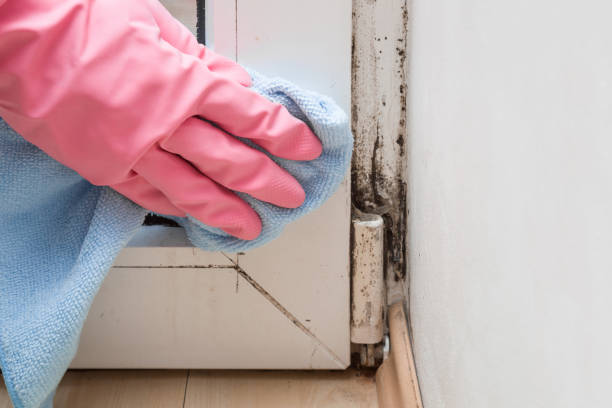 Best Crawl Space Mold Remediation in Lexington, OH