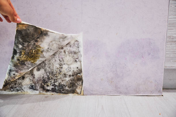 Best Health and Safety Mold Remediation in Lexington, OH